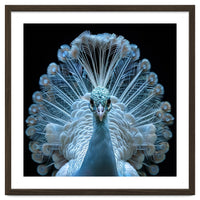 Majestic White Peacock Displaying Its Feathers