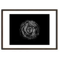 Backyard Flowers In Black And White No 72 with Border