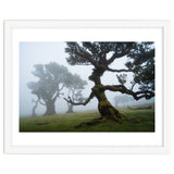 Forest queen thumbnail