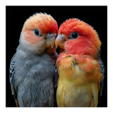 Two Lovebirds Nuzzle Together (Print Only) thumbnail