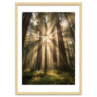 Ethereal Redwood Sanctuary: Sunbeams in the Ancient Forest