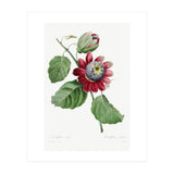 Pierre-Joseph Redouté & Henry Joseph Redouté – Passiflore Ailée (1827) (Print Only) thumbnail