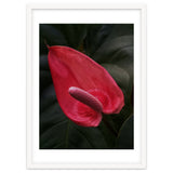 Red Anthurium Flower thumbnail