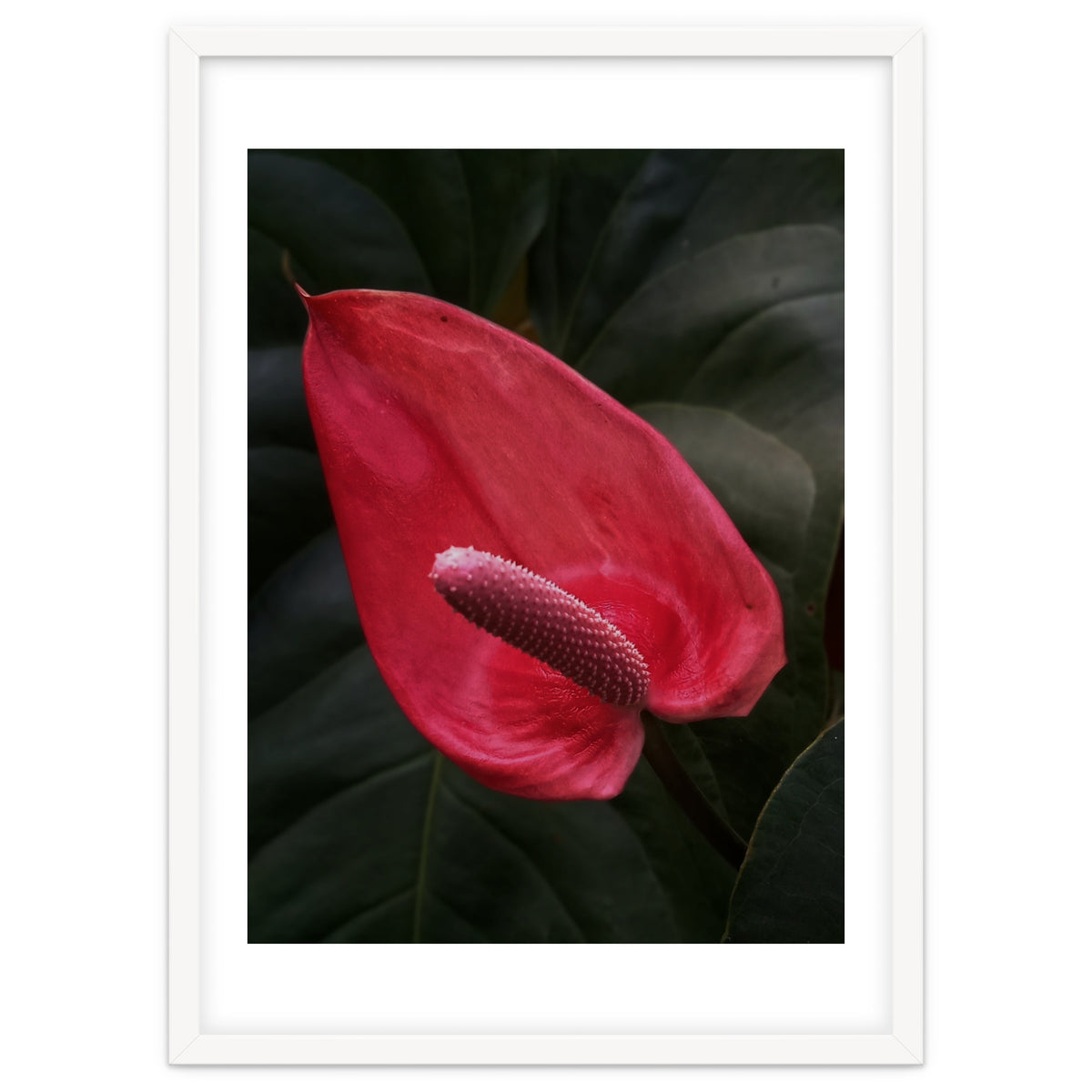 Red Anthurium Flower