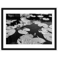 Lotus Pond | Black & White Landscape