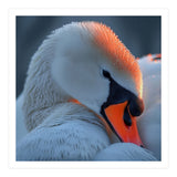 Close Up Of A White Swan With Water Droplets (Print Only) thumbnail