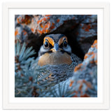 Close Up Falcon Eye Detail In Nest thumbnail