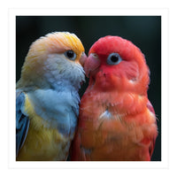 Two Lovebirds Nuzzling Close Up Portrait (Print Only)
