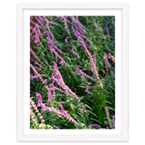 Lavender Flowers thumbnail