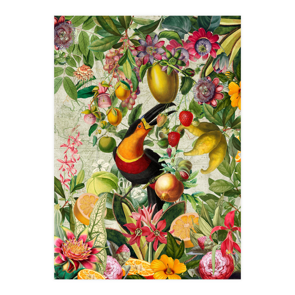 Toucan vintage jungle 1 (Print Only)