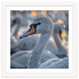 Majestic Swan Close Up With Water Droplets thumbnail