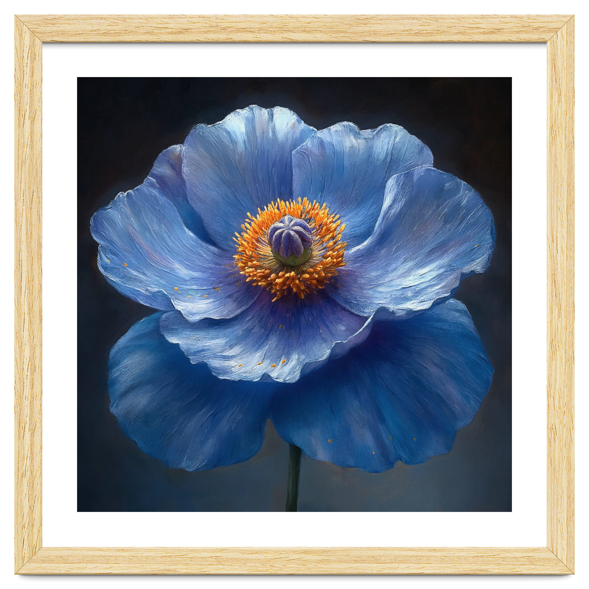 Meconopsis | Sapphire Serenade