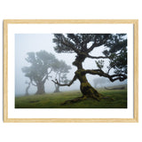 Forest queen thumbnail