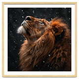 Lion Looking Up In The Snow Majestic thumbnail
