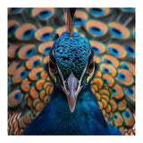 Close Up Peacock Head And Eye With Feathers (Print Only) thumbnail