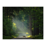 Wolf in the Netherlands (Print Only) thumbnail