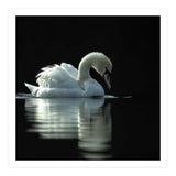Elegant Swan Floating Gracefully On Dark Water (Print Only) thumbnail