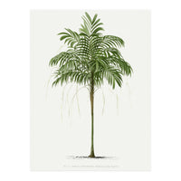Oswald de Kerchove de Denterghem – Vintage Palm Tree Illustration (1878) (Print Only)