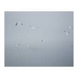 Flying seagulls in the winter sky (Print Only) thumbnail
