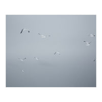 Flying seagulls in the winter sky (Print Only)