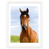 Brown Horse thumbnail