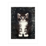 Bicolor Cute Kitten Portrait (Print Only) thumbnail