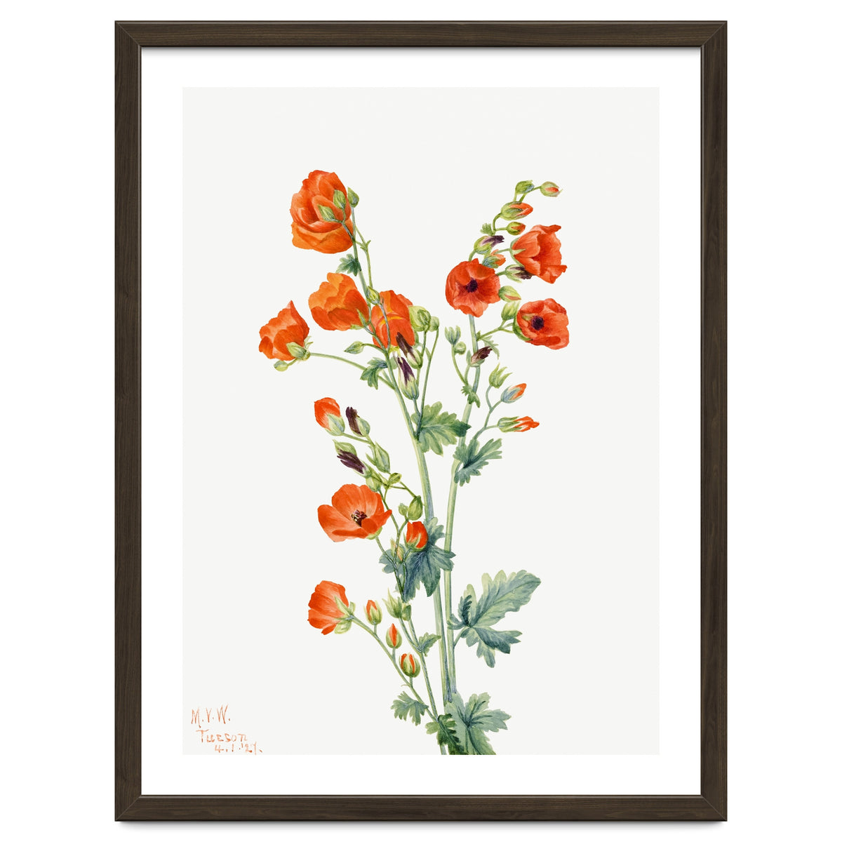 Mary Vaux Walcott – Scarlet Globe Mallow (Sphaeralcea grossulariaefolia) (1927)