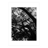 Tree Black Silhouette (Print Only) thumbnail