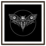 Deaths Head Moth thumbnail