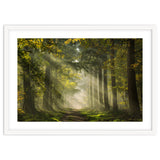 Sunrays in a Dutch forest thumbnail