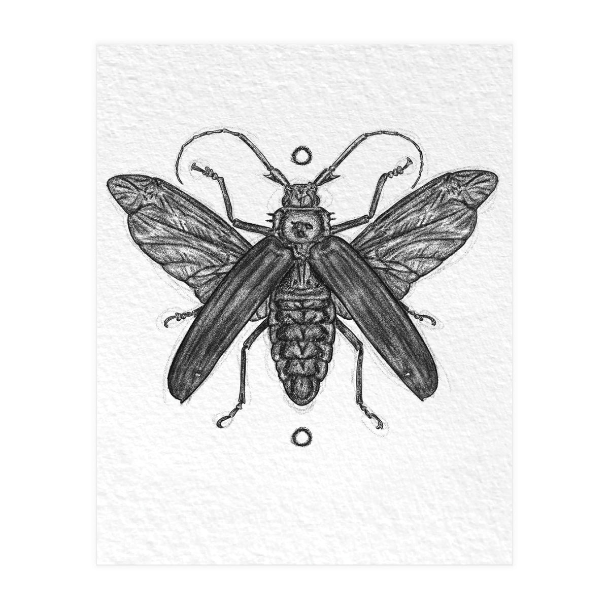 Riesen Longhorn Käfer (Print Only)