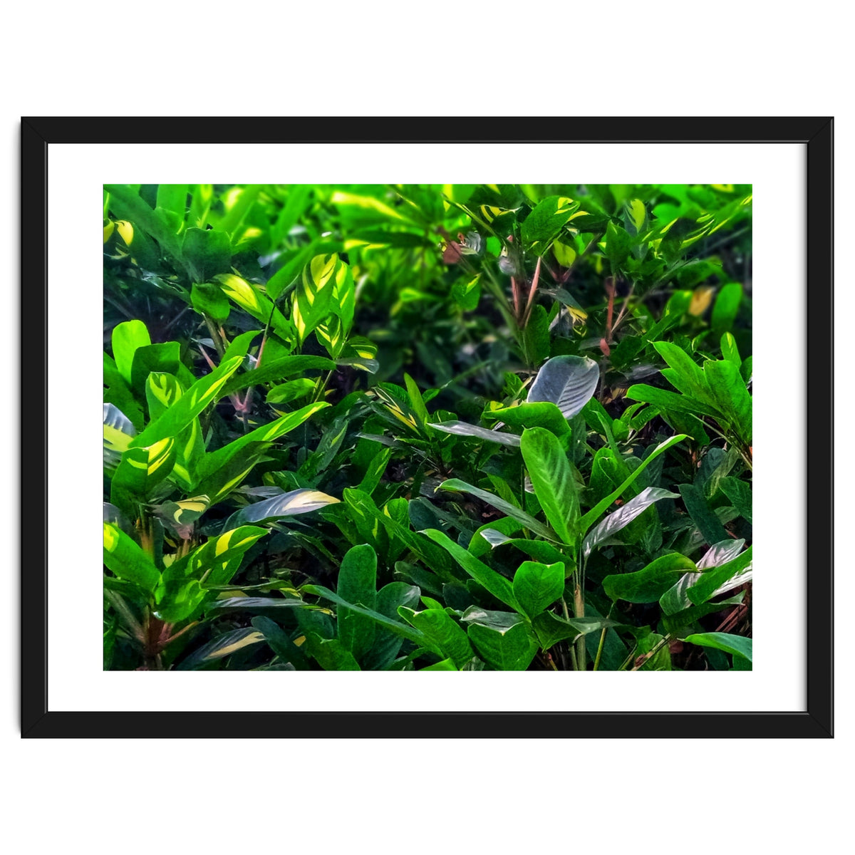 Green House Plant Leaves