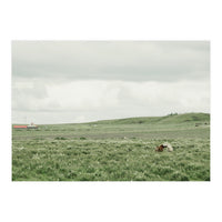 Horses in the middle of the green field - Iceland (Print Only)