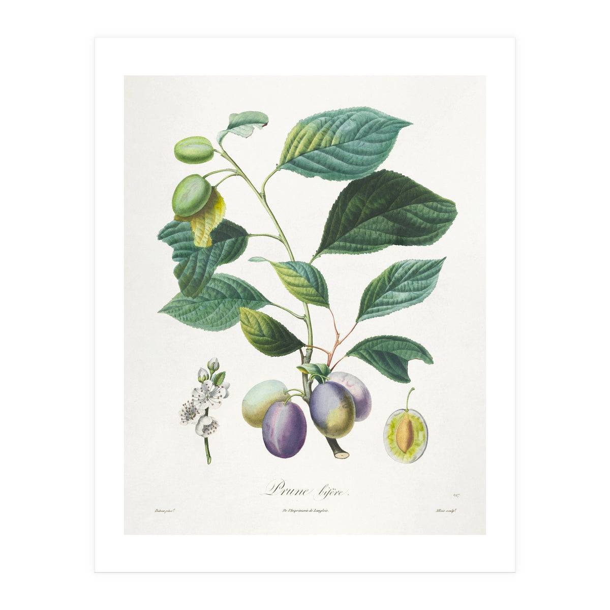 Henri-Louis Duhamel du Monceau – Prune Bifère (1808–1835) (Print Only)
