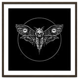 Deaths Head Moth thumbnail
