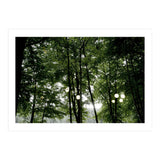 Light bulb among the trees in the summer forest (Print Only) thumbnail