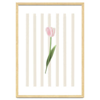 Single Tulip