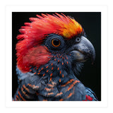 Black Palm Cockatoo Bird Close Up  (Print Only) thumbnail