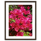 Pink Bougainvillea Flowers thumbnail