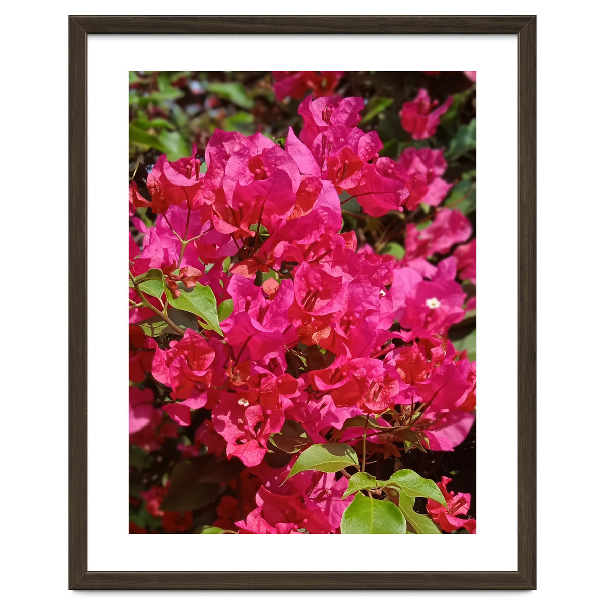 Pink Bougainvillea Flowers