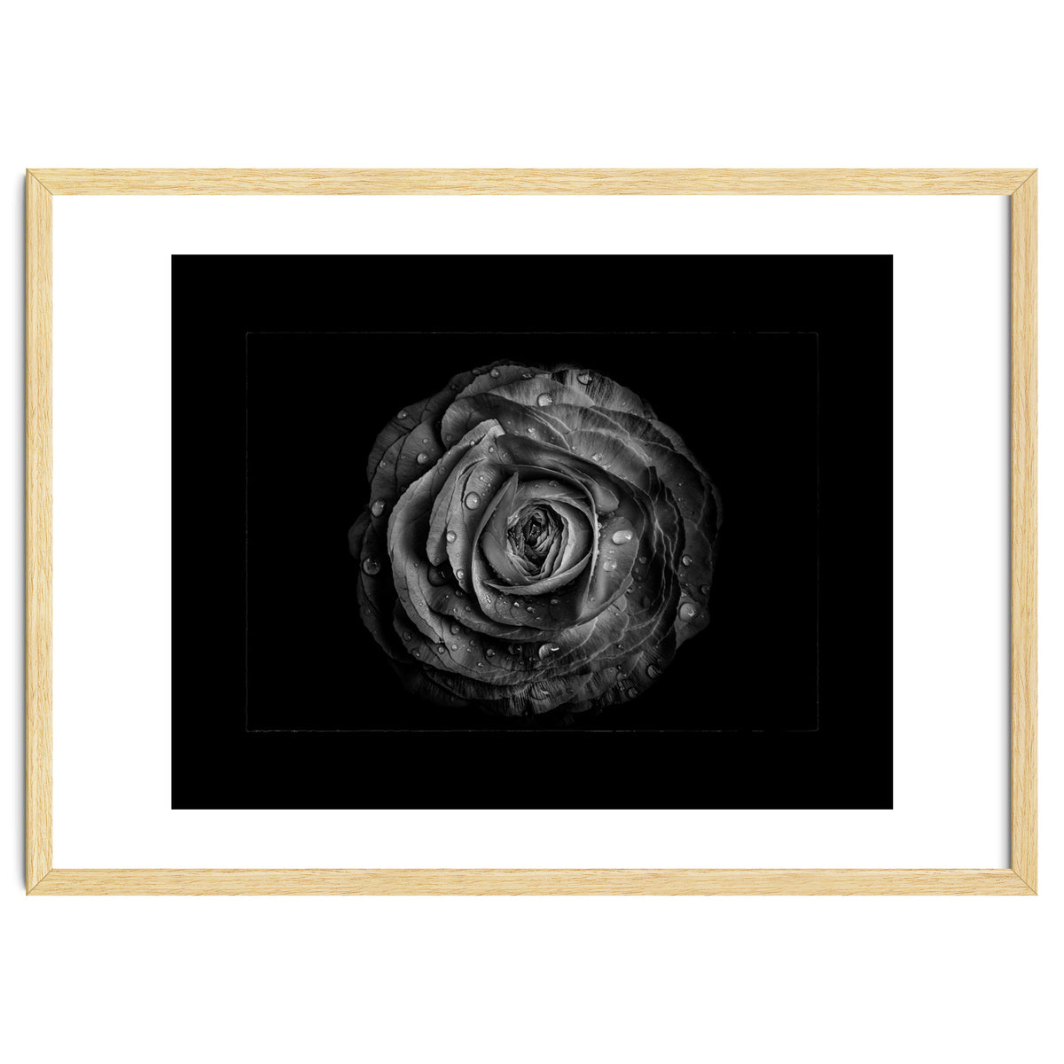 Backyard Flowers In Black And White No 72 with Border
