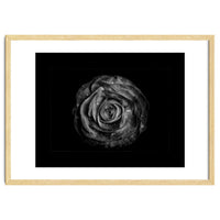 Backyard Flowers In Black And White No 72 with Border