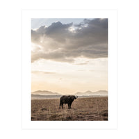 African Buffalo (Print Only)