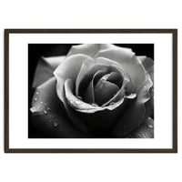 Ethereal Monochromatic Rose Petal Macro