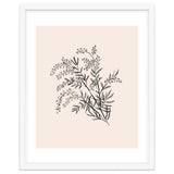 Acacia Botanical illustration thumbnail
