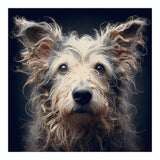 Old Dog 07 (Print Only) thumbnail
