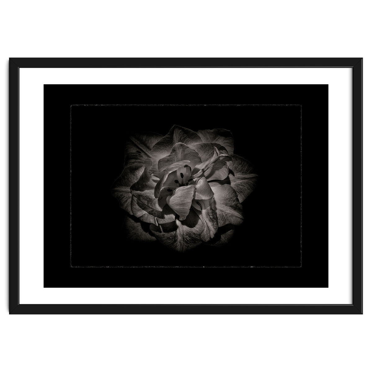 Backyard Flowers In Black And White No 81 with Border