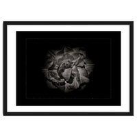 Backyard Flowers In Black And White No 81 with Border