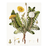 William Curtis – Dandelion (1777–1798) (Print Only) thumbnail