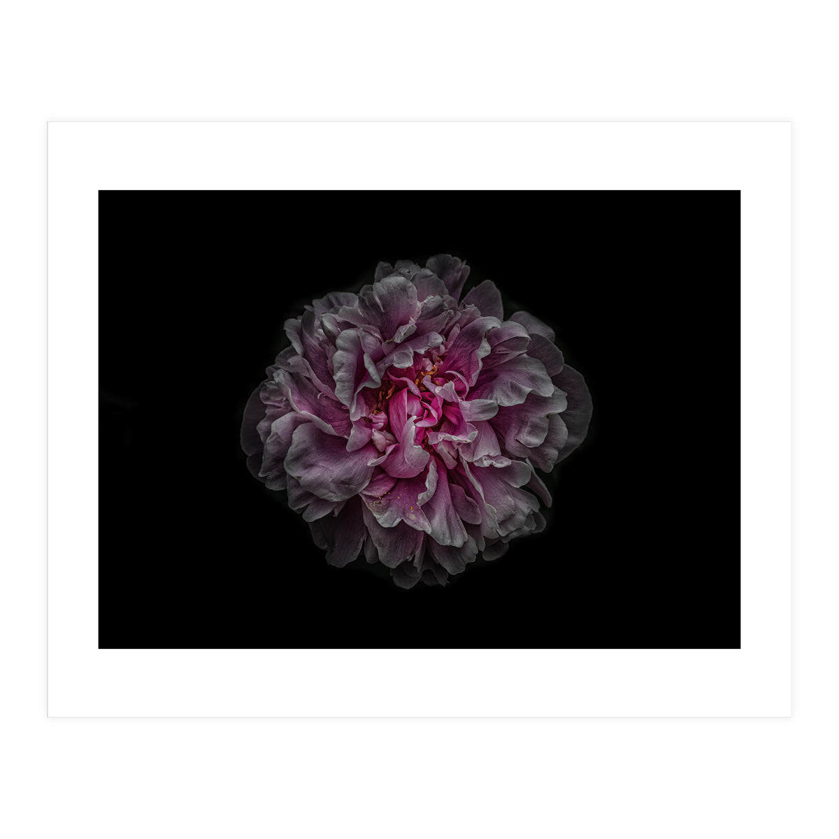 Backyard Flowers No 116 Color Version (Print Only)